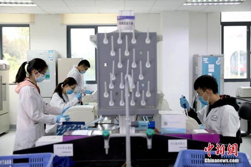 打卡介苗能否減少新冠肺炎感染風險？專家回應與技術開發進展